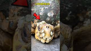 This Beautiful Sea Turtle Got Another Chance after Barnacles Removal #turtle #animals