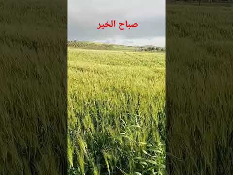 سنابل الخير   فلاحي   اغاني