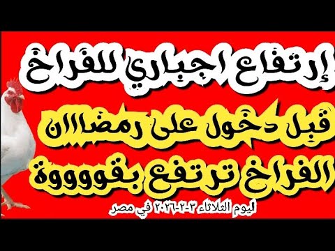 اسعار الفراخ البيضاء اليوم سعر الفراخ اليوم الثلاثاء ٣ ٢ ٢٠٢٦ جمله وقطاعي في محلات في مصر