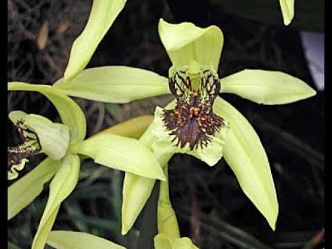 REPLANTE DA ORQUÍDEA COELOGYNE PANDURATA NA TELHA COM ESFAGNO. - thptnganamst.edu.vn