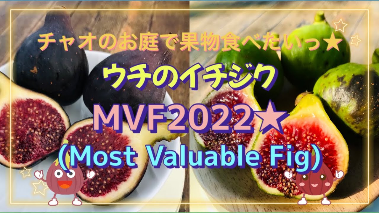 ウチのイチジクMVF2022★