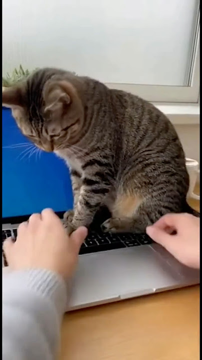 Cat vs Laptop: Work Later. Pet Now. 😼💻