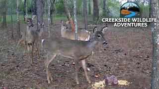 Small Deer Herd Caught On Trailcam