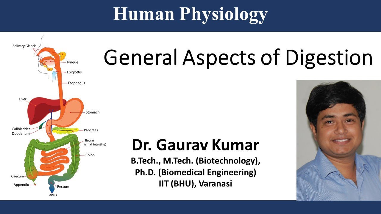 Digestive System Overview-General Aspects of Digestion