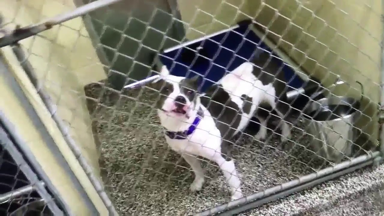 Free Dog Shots From Humane Society On Saturday Digital Short YouTube Free Dog Shots From Humane Society On Saturday Digital Short YouTube