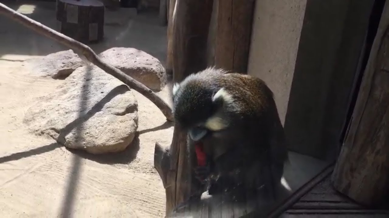 moustached guenon eating carrots 