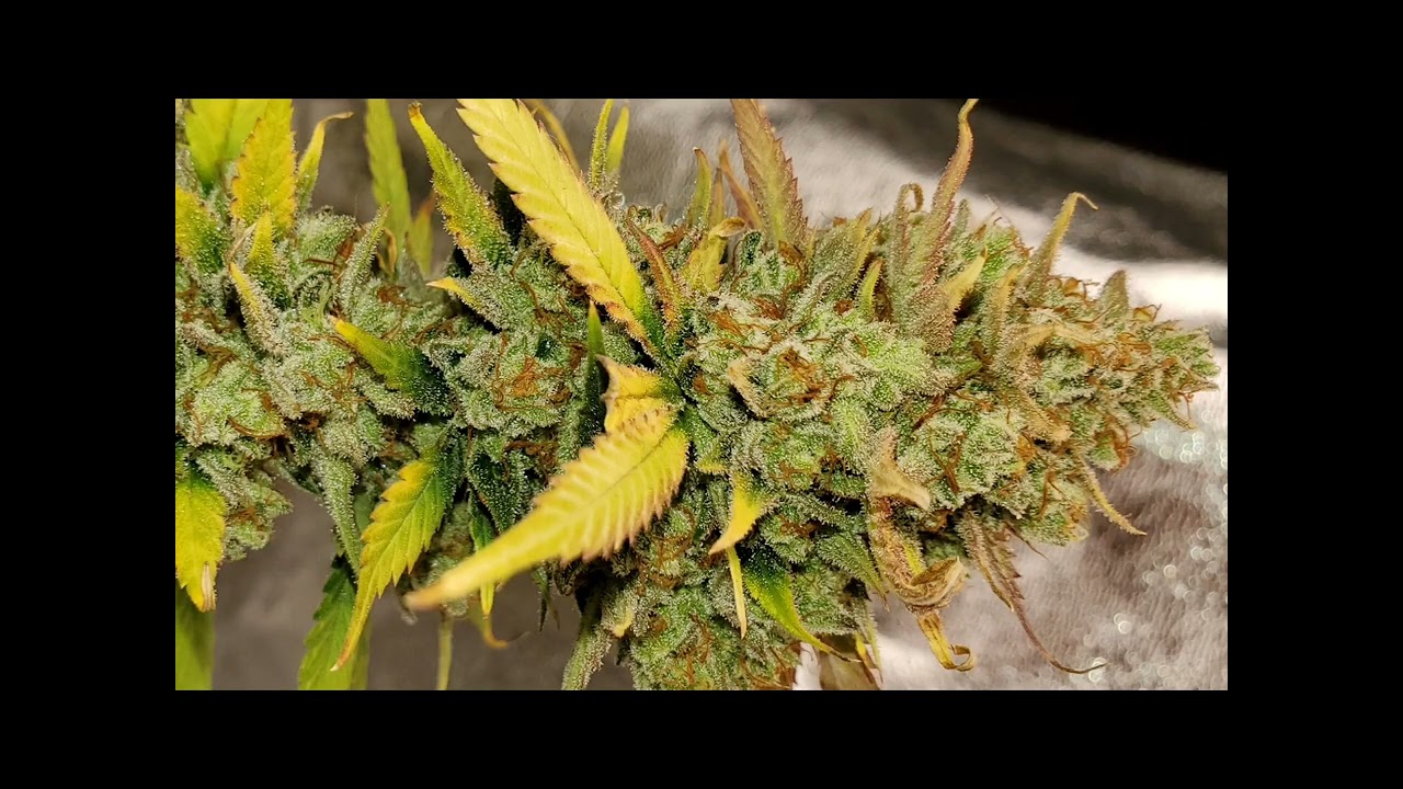 WEEK 9 FLOWER (THE END☠) & THE CLONES GOING INTO FLOWER 💥👀 