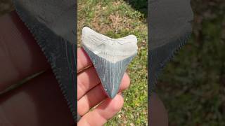 Strange Florida keeps surprising…I saw an eel & venomous copperhead snake next to a Meg tooth fossil