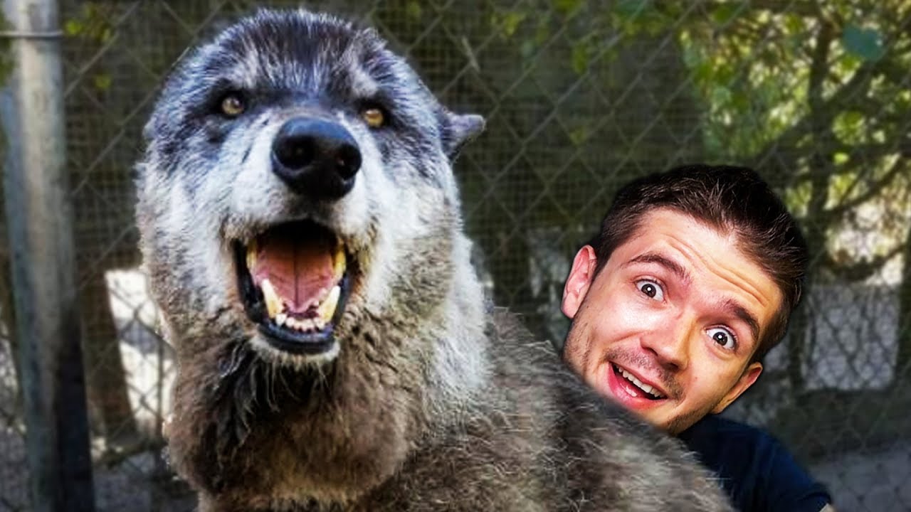 OCHOČIL JSEM BOJOVÉHO VLKA!! (Swords and Souls #4)