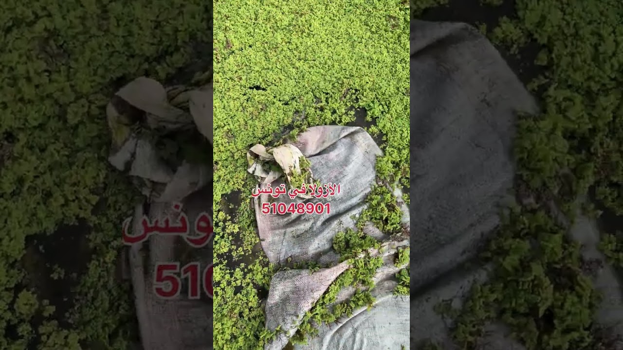 نبتة الأزولا كيفية زراعتها و الوقاية من الأمراض