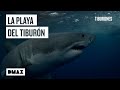 La playa más peligrosa de California: capturando al gran tiburón de Long Beach | Tiburones