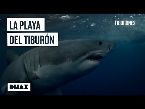 Video: Gran tiburón blanco - una tormenta de los océanos