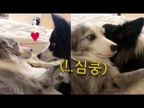 강아지들 연애를 보고 설레버렸습니다...박력남 멍멍이 보더콜리 앙리 페퍼