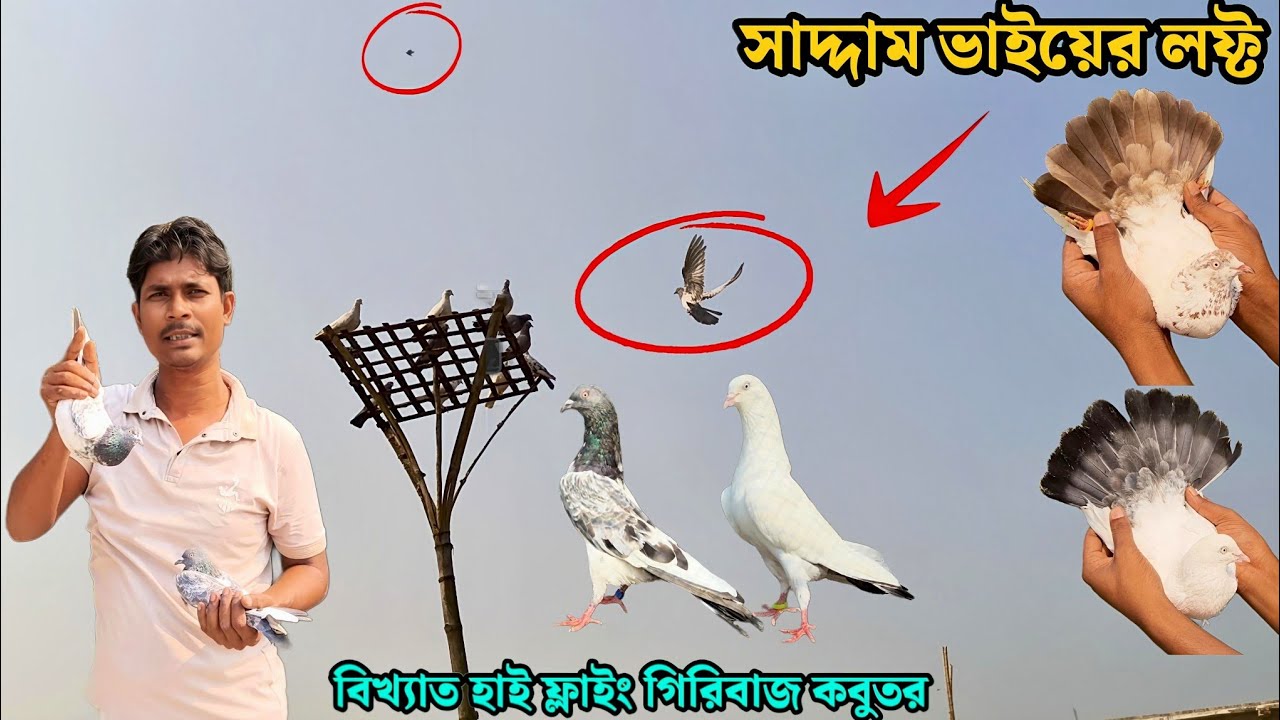 সাদ্দাম ভাইয়ের বিখ্যাত হাই ফ্লাইং গিরিবাজ কবুতর | 5 পিয়ার  চিনি কালদুম সেল 