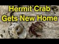 Hermit Crab Living In Trash Moves Into Real Shell!