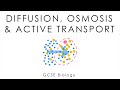 Understanding Diffusion, Osmosis, and Active Transport