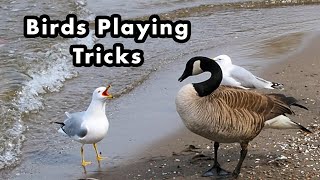 Hungry and Angry Seagulls, Geese, and Mallard Ducks - Funny Wild Birds - Bird Calls and Sounds
