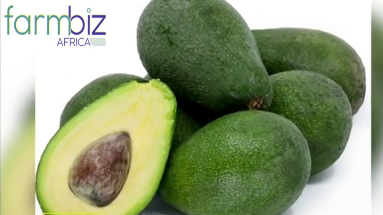 Intercropping Hass avocado and Fuerte avocado variety increases yields by 15 per cent.