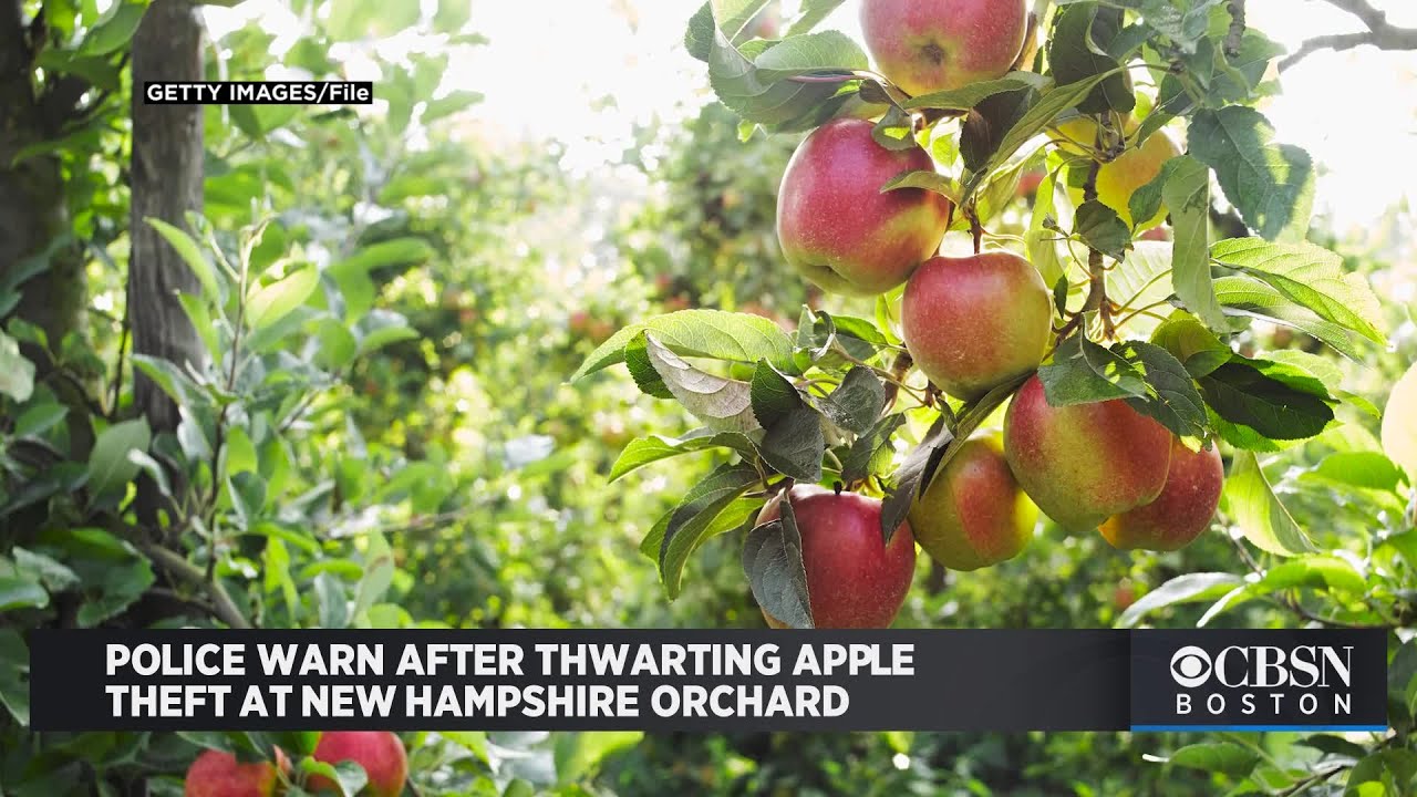 'Apple Theft Is A Crime,' Police Warn After Thwarting Attempt At NH Orchard