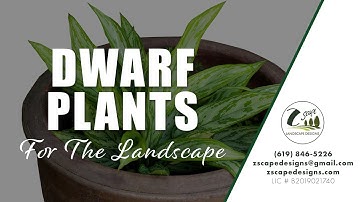 Dwarf plants for the Landscape - Zscape Landscape Designs - Frank Zottolo