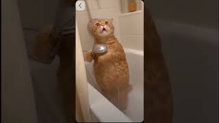 Дайте же Котику МЫЛО..Сколько просить можно???😀