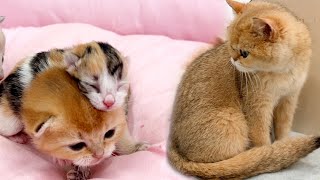 Mother cat feeds a foster kitten abandoned by her mother