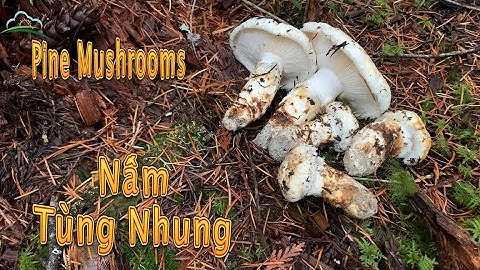 Đi Tìm Nấm Tùng Nhung Rừng
