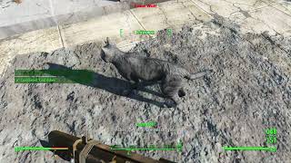 Here Kitty Kitty Side Quest Fallout 4 #28