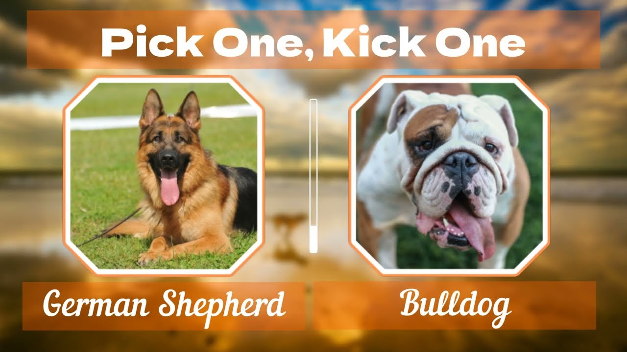 Which Is Your Favorite Dog Pick One Kick One Challenge YouTube which-is-your-favorite-dog-pick-one-kick-one-challenge-youtube