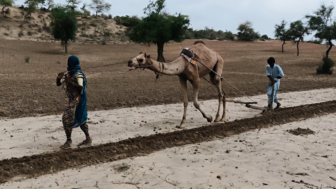 Donkey Ploughing in Desert Village | Real Life Farming in Thar Pakistan