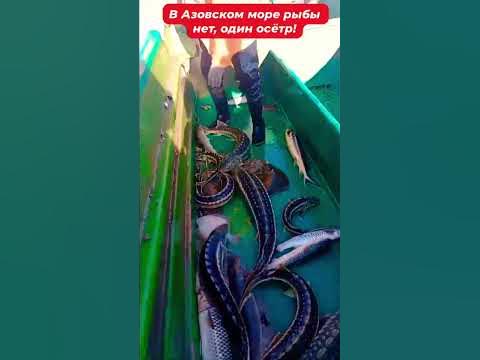 В Азовском море рыбы нет, остался один осётр. - YouTube