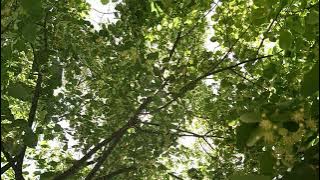 Tilia platyphyllos,linden trees flowers ,lulet e pemëve bliri(2)