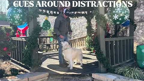 Golden Retriever Si Completes Weeks 3-6 of Clicker Training!