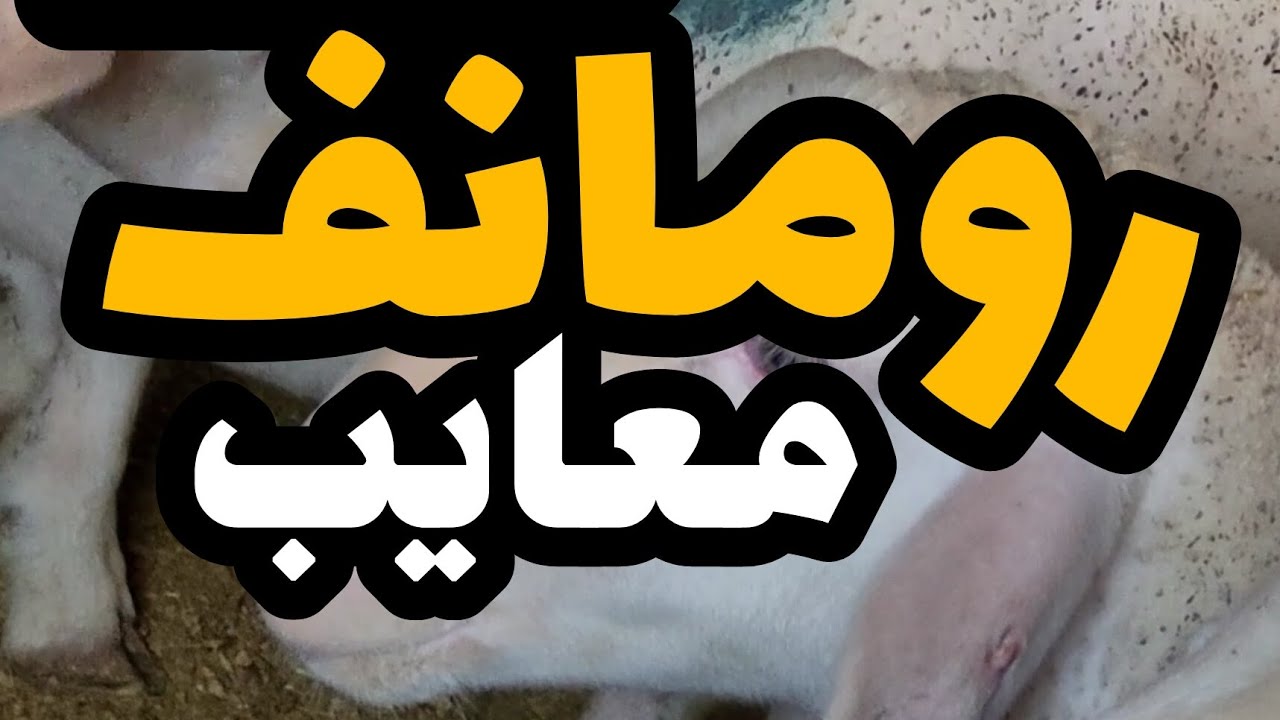 معایب گوسفند رومانف شامل