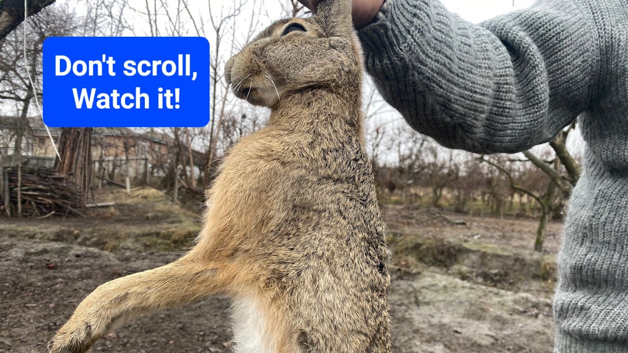 How to Cook RABBIT in the country?! Wild Rabbit Cooking Recipe. PART