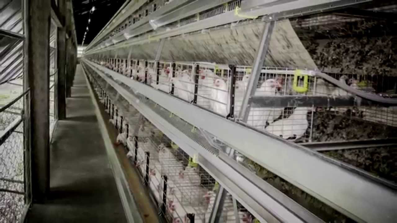 VALLI Оборудование для несушек