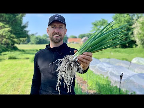 Video: Løg Og Hvidløg: Høst Og Opbevaring