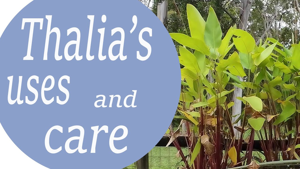 Thalia plants for your pond, and their uses and care. - Ep 24