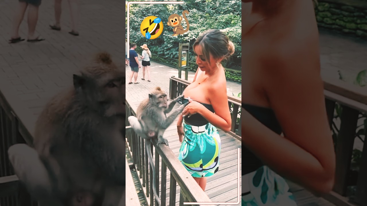 Monkey Plays With Girl 😂 | Funny Monkey Prank Shorts 2025 