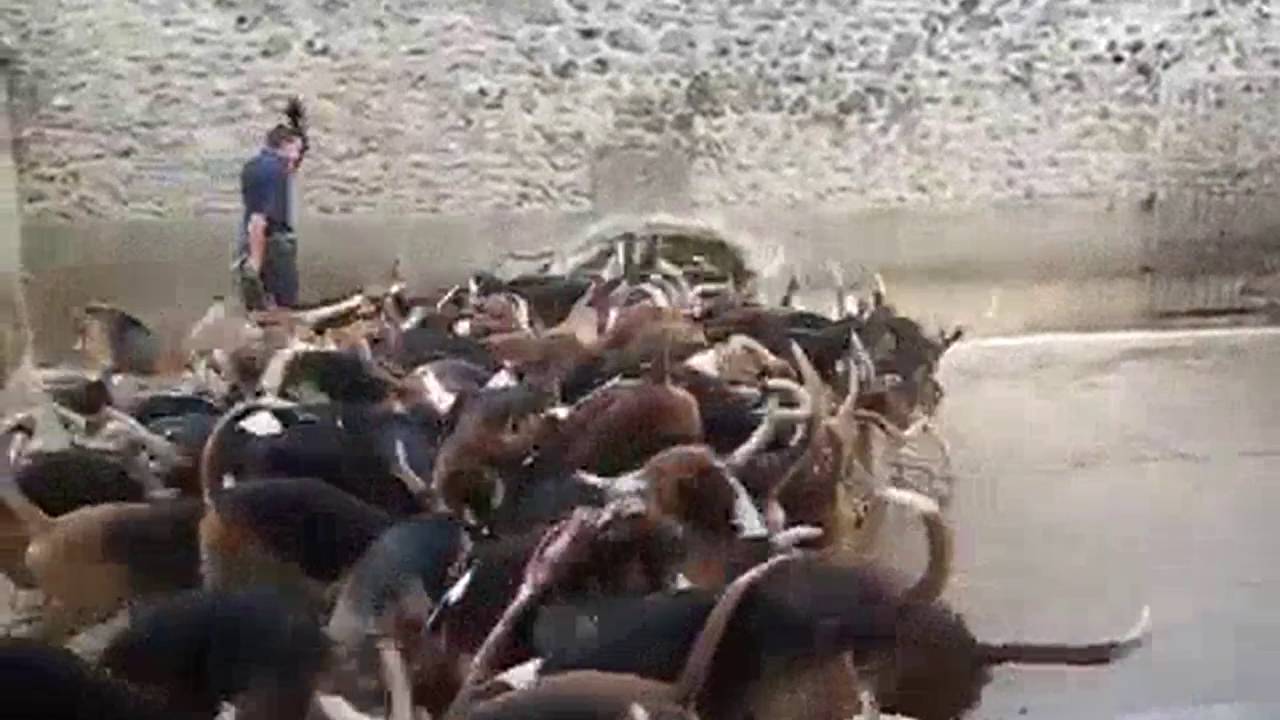 Crazy feeding frenzy with the hounds at Chateau Cheverny on Make A Gif