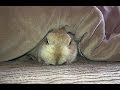 【寒いと炬燵にもぐる賢いうさぎ!】うさぎはほんとに賢いです Clever rabbit dives in the kotatsu and cold
