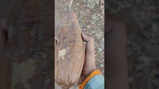 nature's gift #fruit #nature #plants