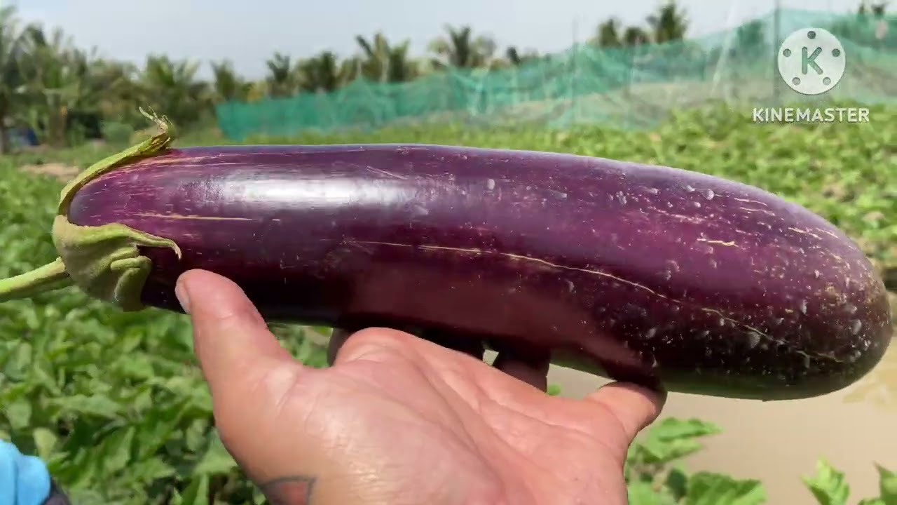Cà tím là gì Giá cà tím bao nhiêu Các loại và cách sơ chế cà tím