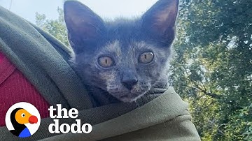 Woman Rescues Paralyzed Kitten At The Perfect Time | The Dodo