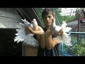 Pigeons.Голуби.Tauben. الحمائم (Бойные голуби Молдовы (Мыцу Михаил)) 2016