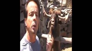 Tüküren Ve Bağıran Lama