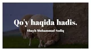 Qo'y haqida hadis,qo'yni it bilan farqi,qo'y baraka.- Shayh Muhammad Sodiq Muhammad Yusuf