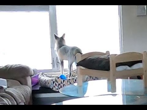Glimpse of how a wild fox would act around his den - Read Description Please tyrone jose gonzales orama