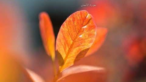تلاوة خاشعة - سورة الإنسان -  الشيخ حسين آل الشيخ