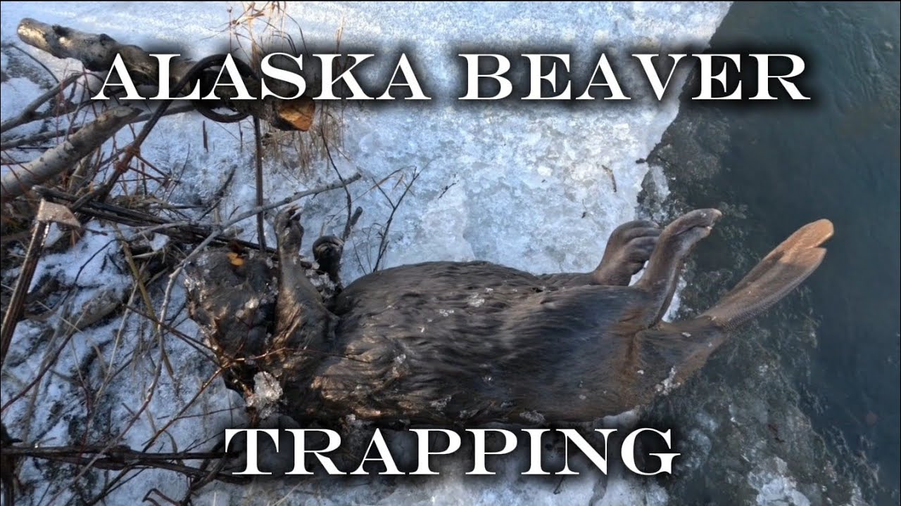 Открытие сезона отлова